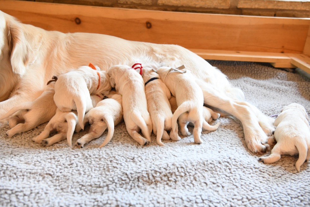 piper's one week old puppies