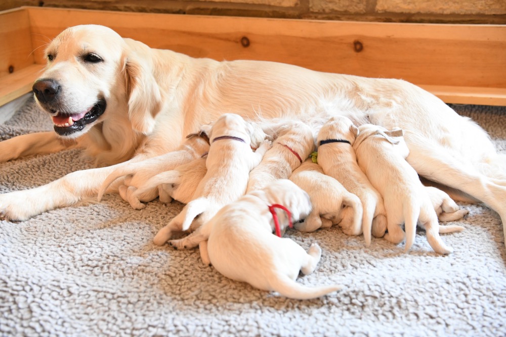 piper's 1 week old puppies