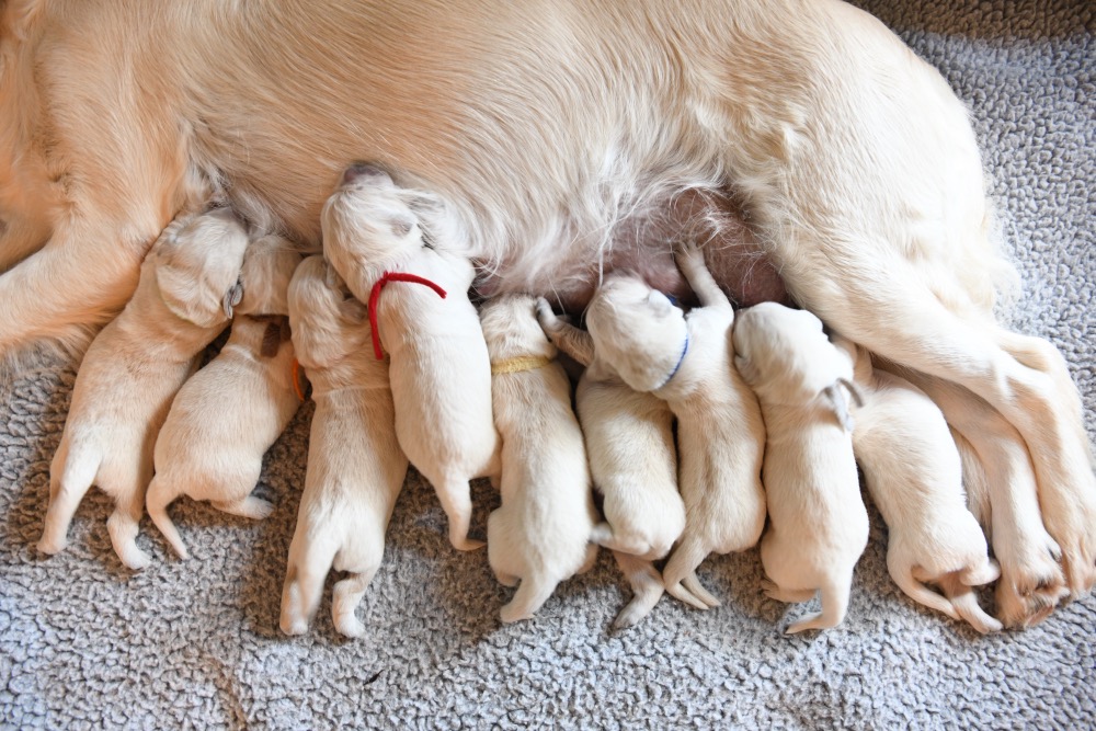 Piper's 1 week old puppies