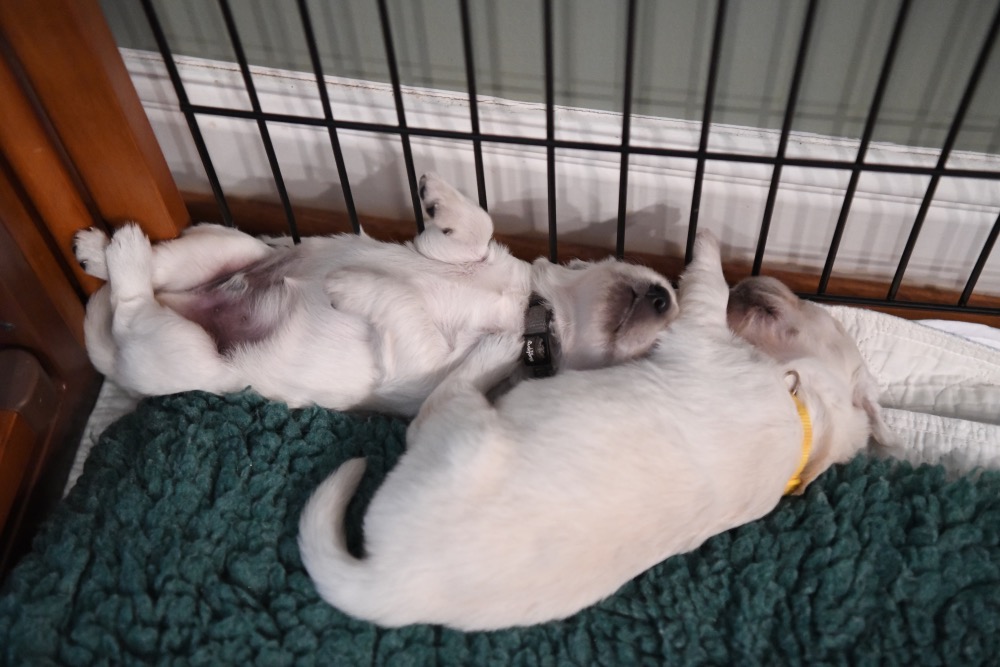 Piper's 2 week old puppies sleeping