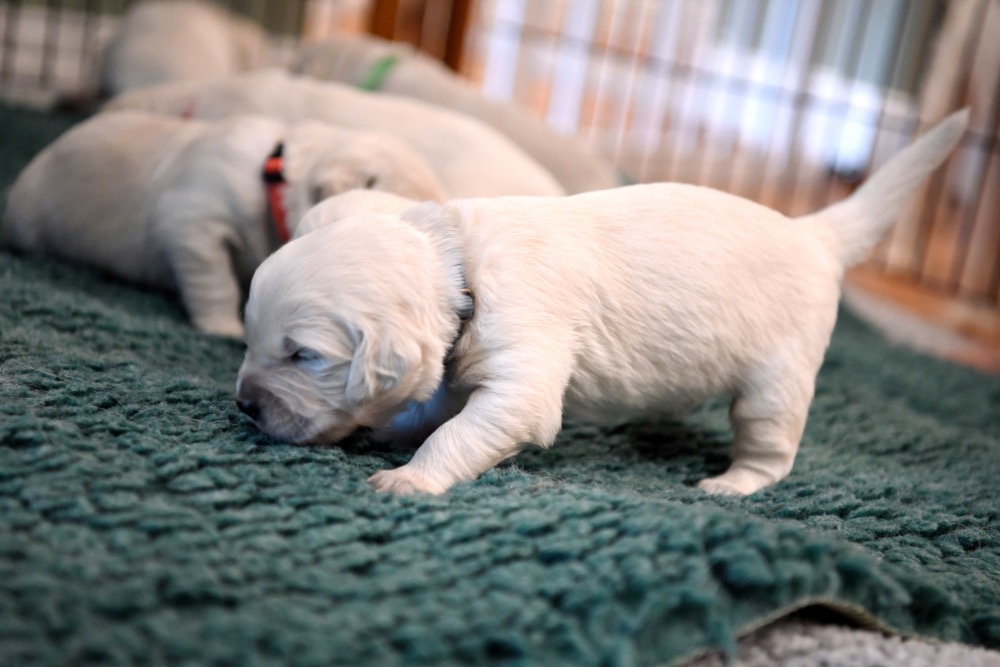 a few of  Piper's 2 week old puppies