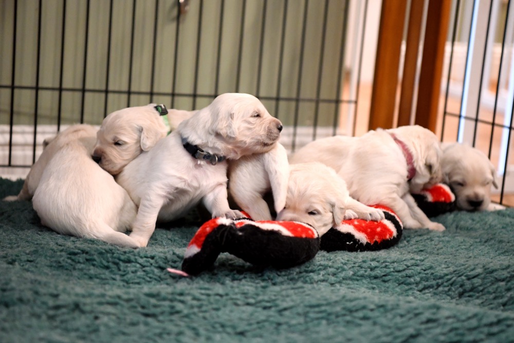 Piper's 2 week old puppies