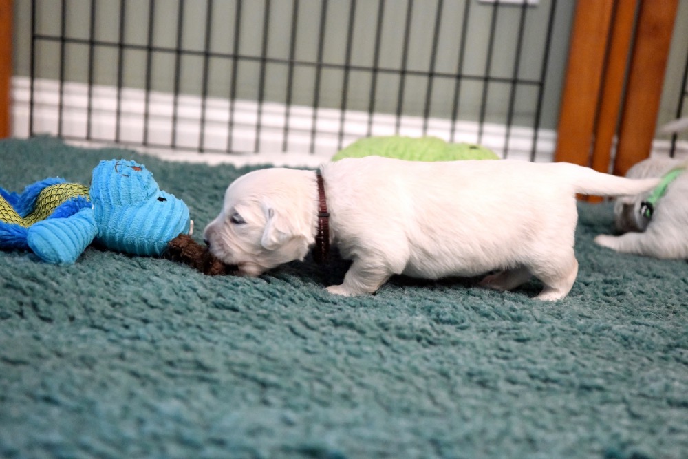 a Piper 2 week old puppy