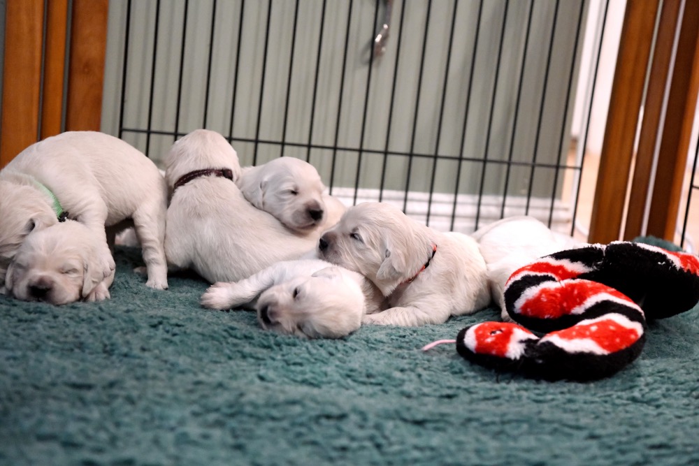 Piper's 2 week old puppies