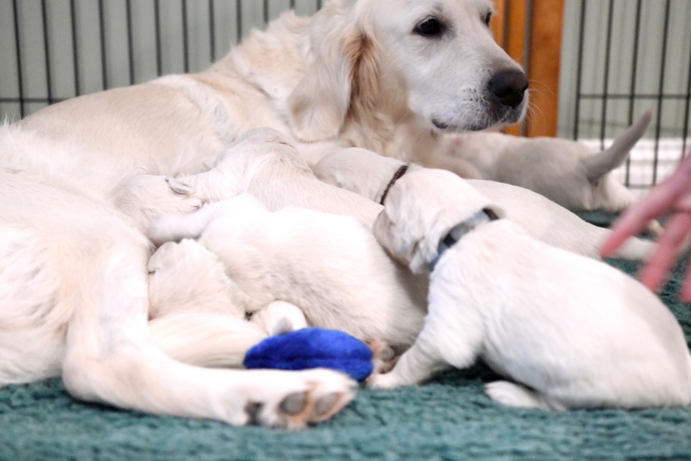 Piper with her 2 week old puppies