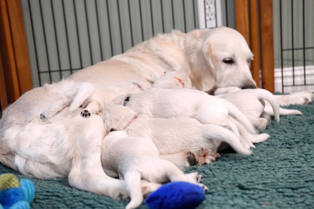 Piper with her 2 week old puppies