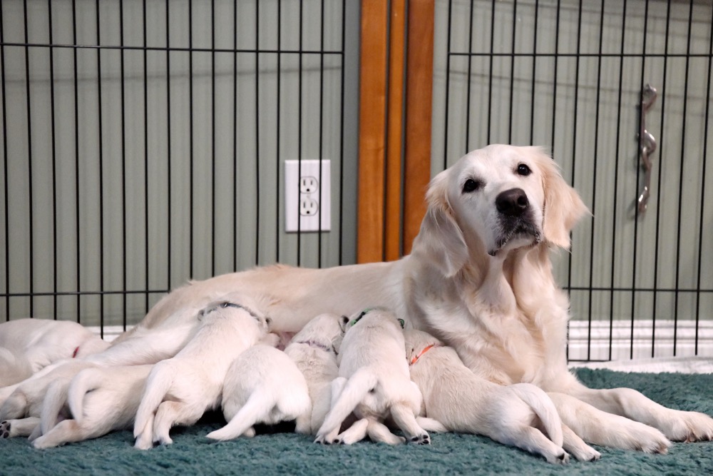 PIper and her 2 week old puppies