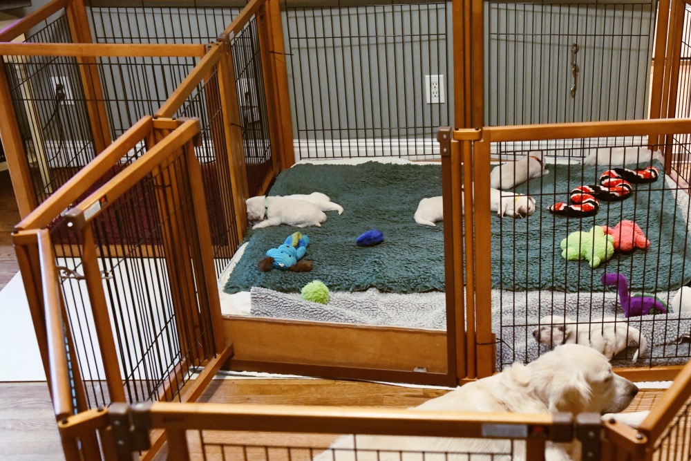 set-up for 2 week old puppies with Piper puppies