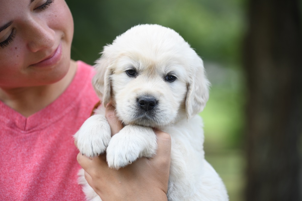 Piper's 5 week old puppies - Orange