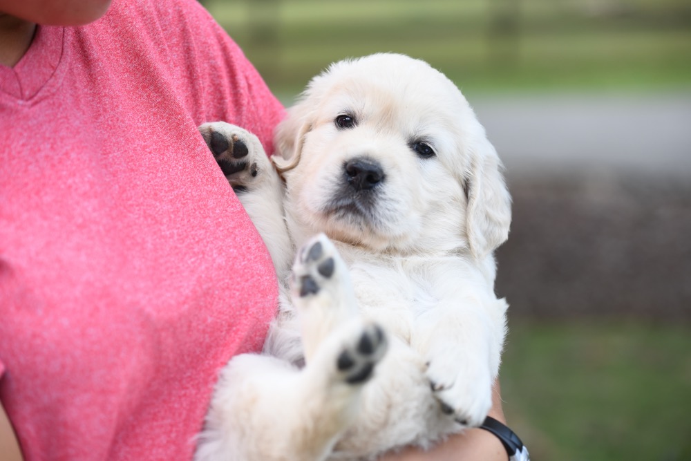 Piper's 5 week old puppies - Orange