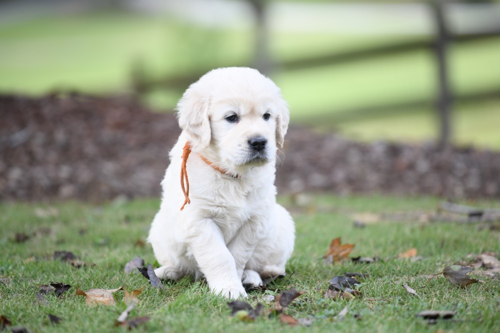 Piper's 5 week old puppies - Orange