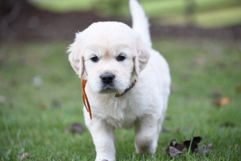 Piper's 5 week old puppies - Orange