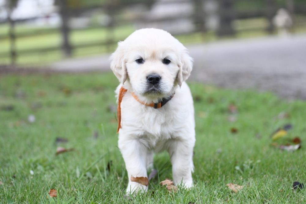 Piper's 5 week old puppies - Orange