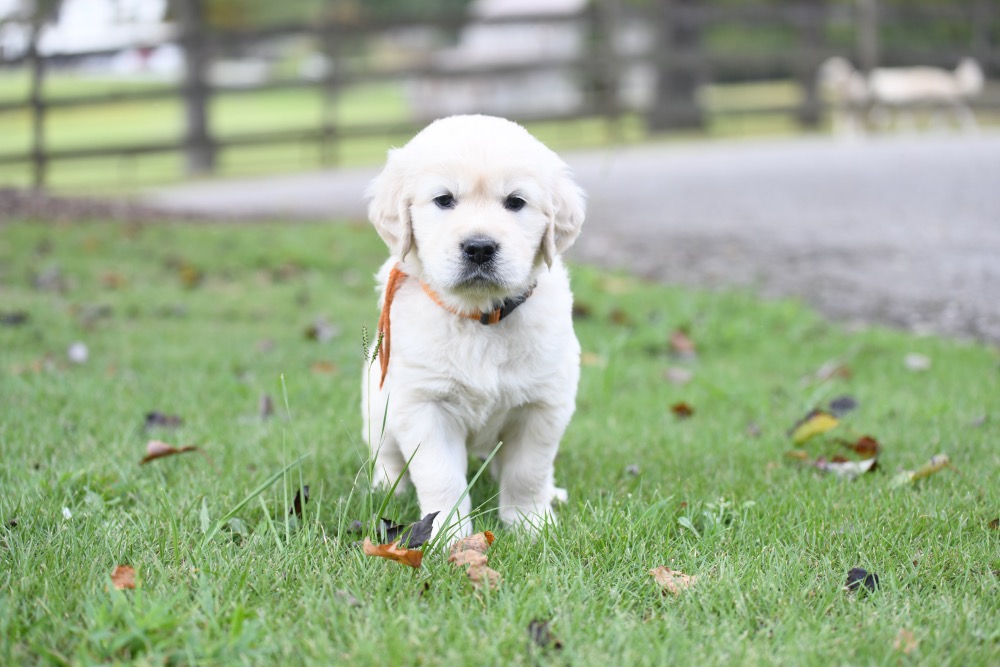 Piper's 5 week old puppies - Orange