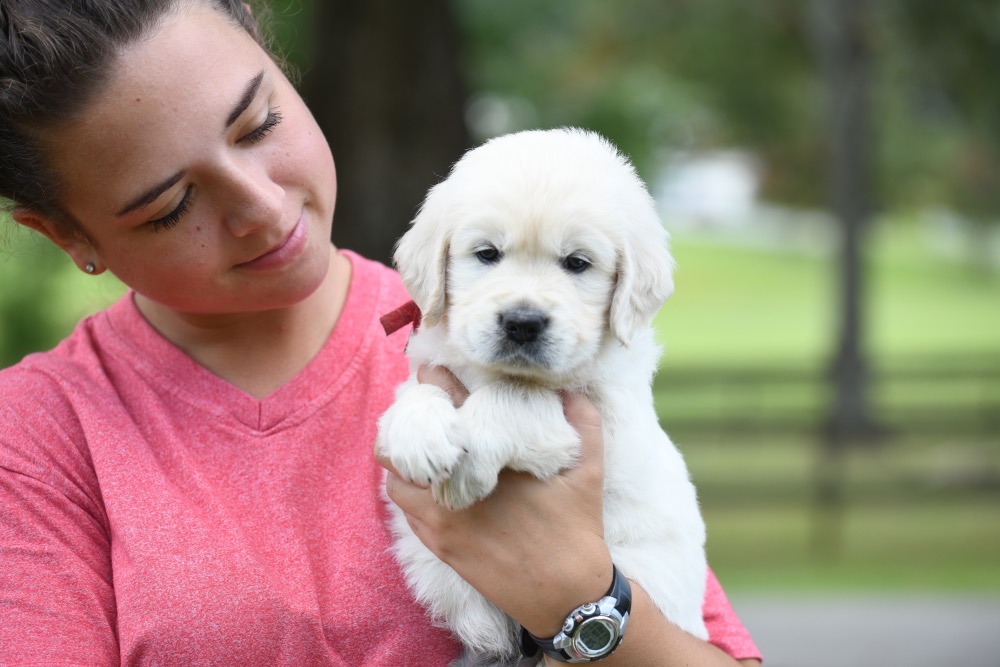 Piper's 5 week old puppies - Red