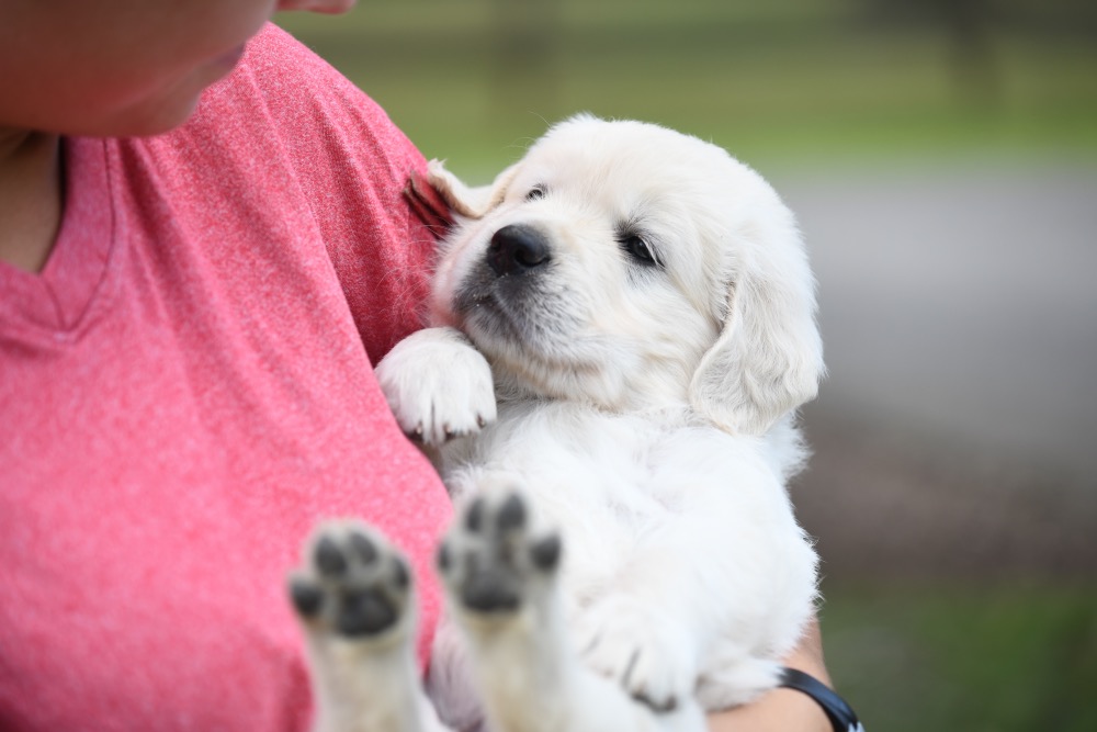 Piper's 5 week old puppies - Red