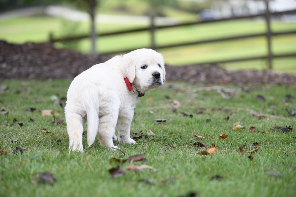 Piper's 5 week old puppies - Red