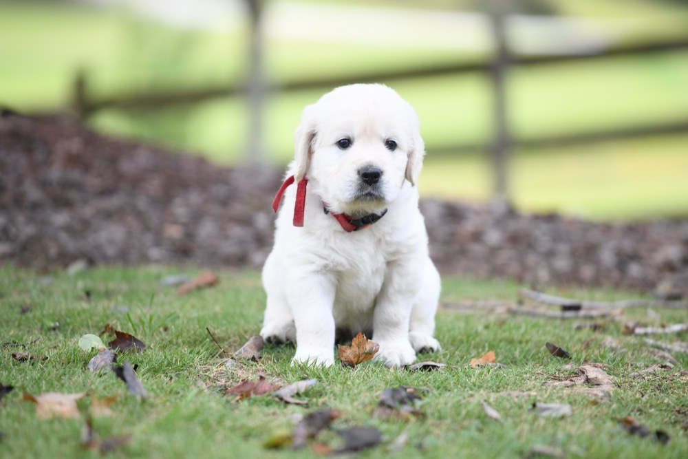 Piper's 5 week old puppies - Red