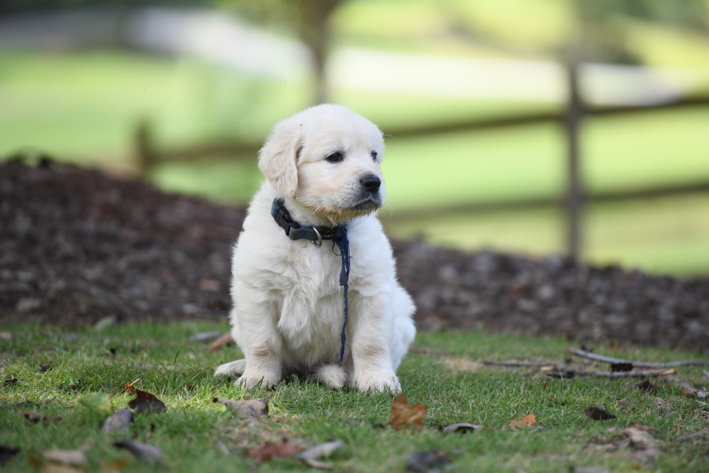 Piper's 5 week old Mr. Blue