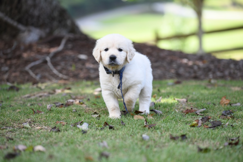 Piper's 5 week old Mr. Blue