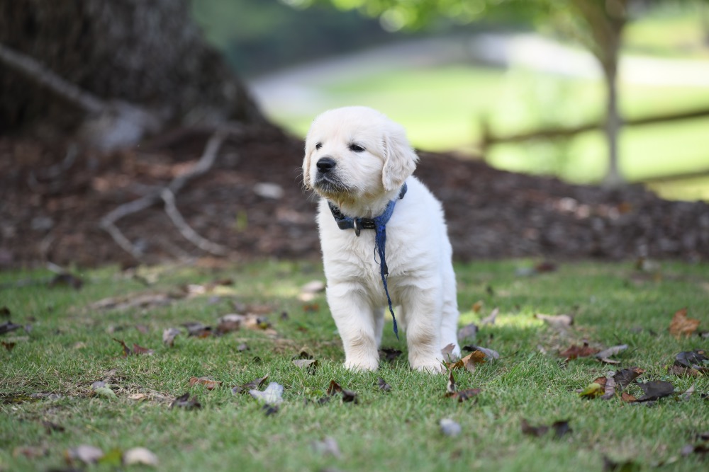 Piper's 5 week old Mr. Blue