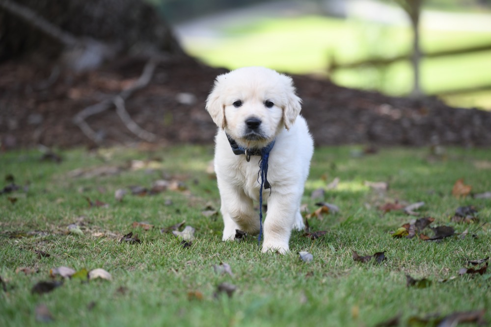 Piper's 5 week old Mr. Blue