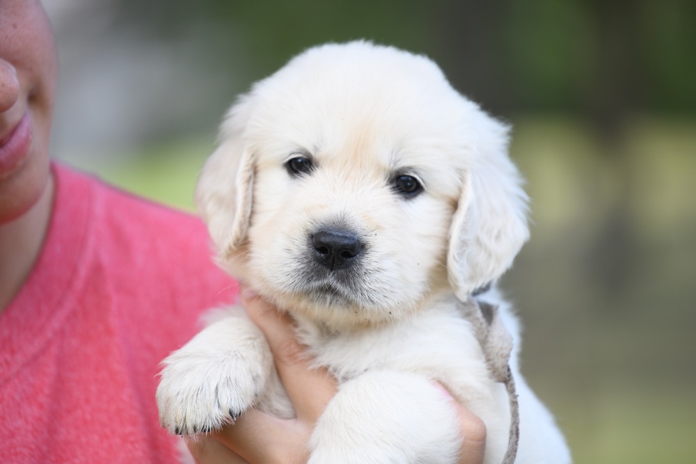 Piper's 5 week old Mr. Gray