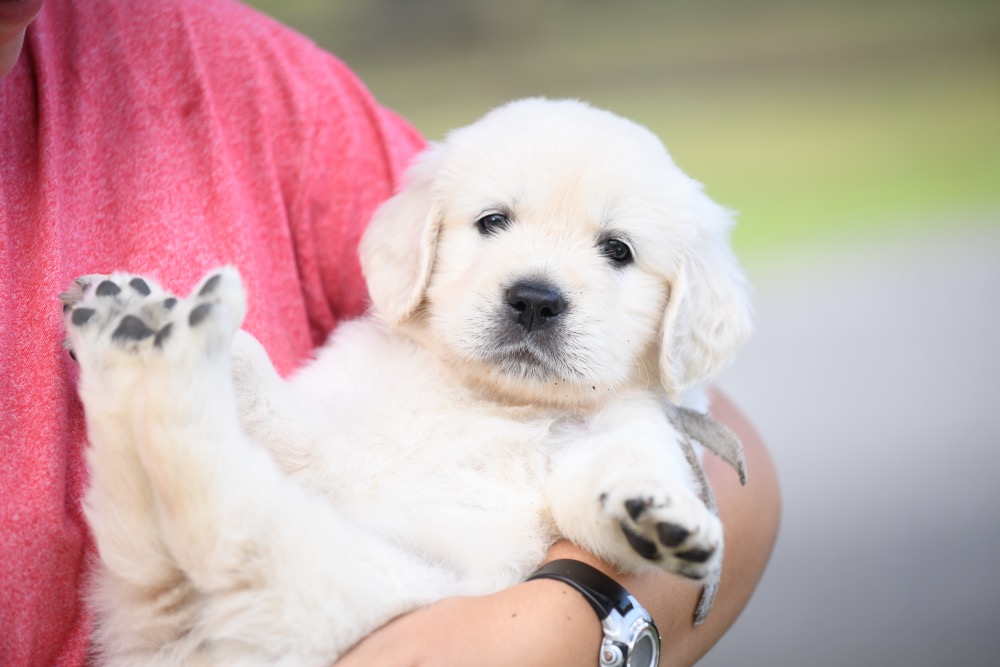 Piper's 5 week old Mr. Gray