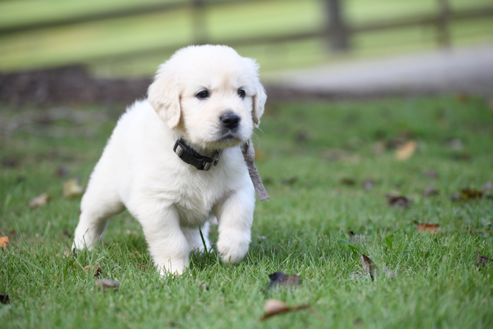 Piper's 5 week old Mr. Gray