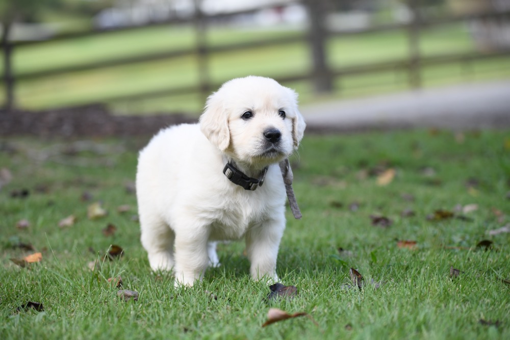 Piper's 5 week old Mr. Gray