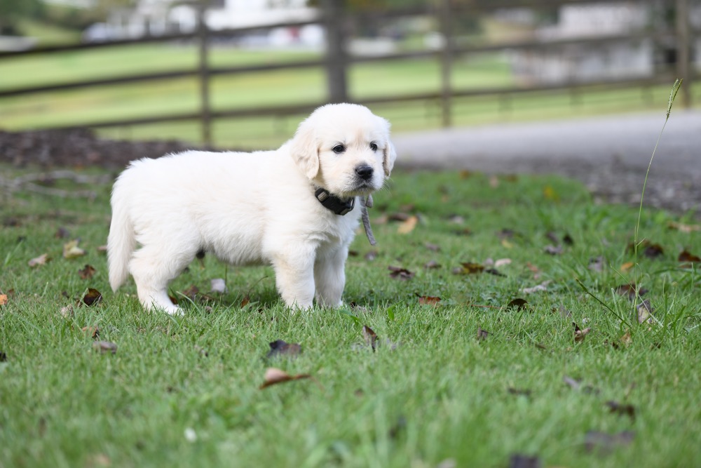 Piper's 5 week old Mr. Gray