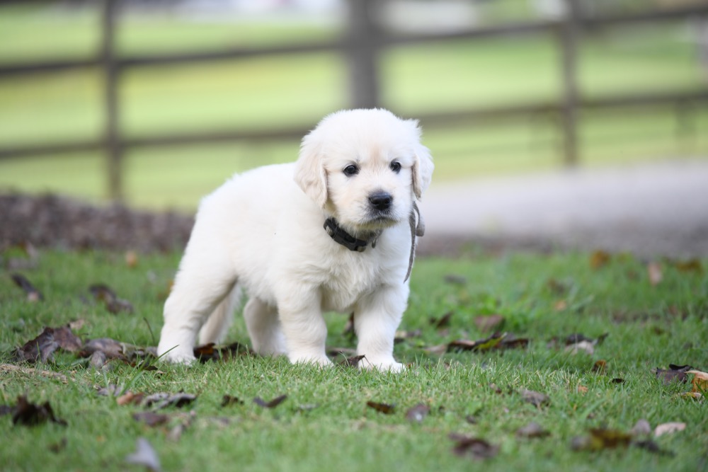 Piper's 5 week old Mr. Gray