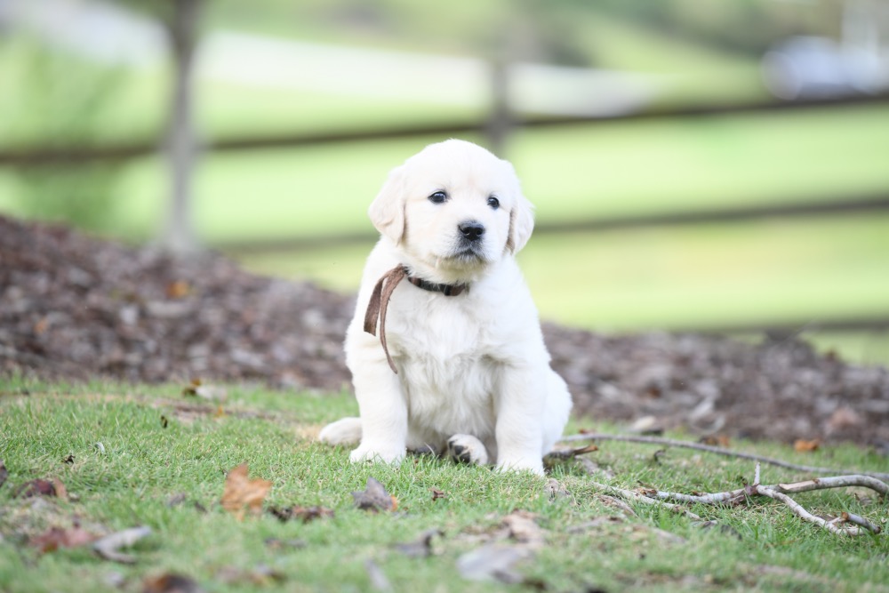 Piper's 5 week old Mr. Brown