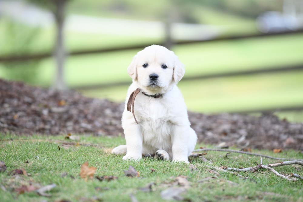 Piper's 5 week old Mr. Brown