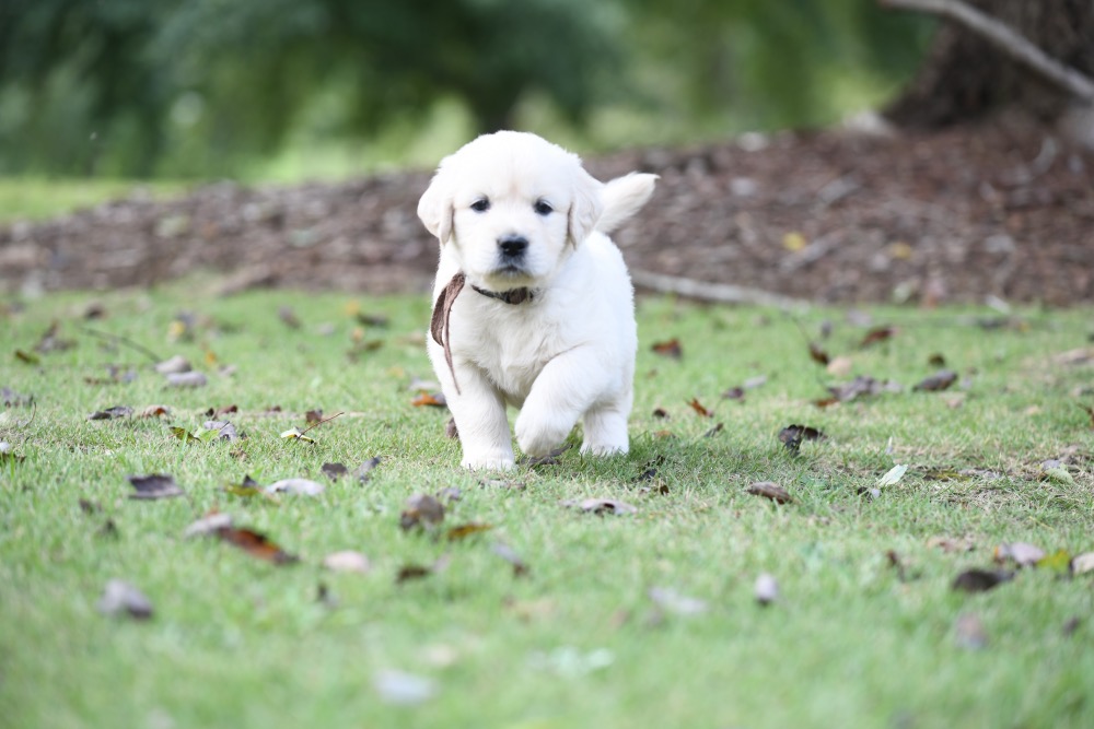 Piper's 5 week old Mr. Brown