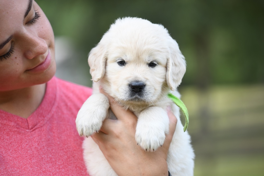 Piper's 5 week old puppies - Miss Green