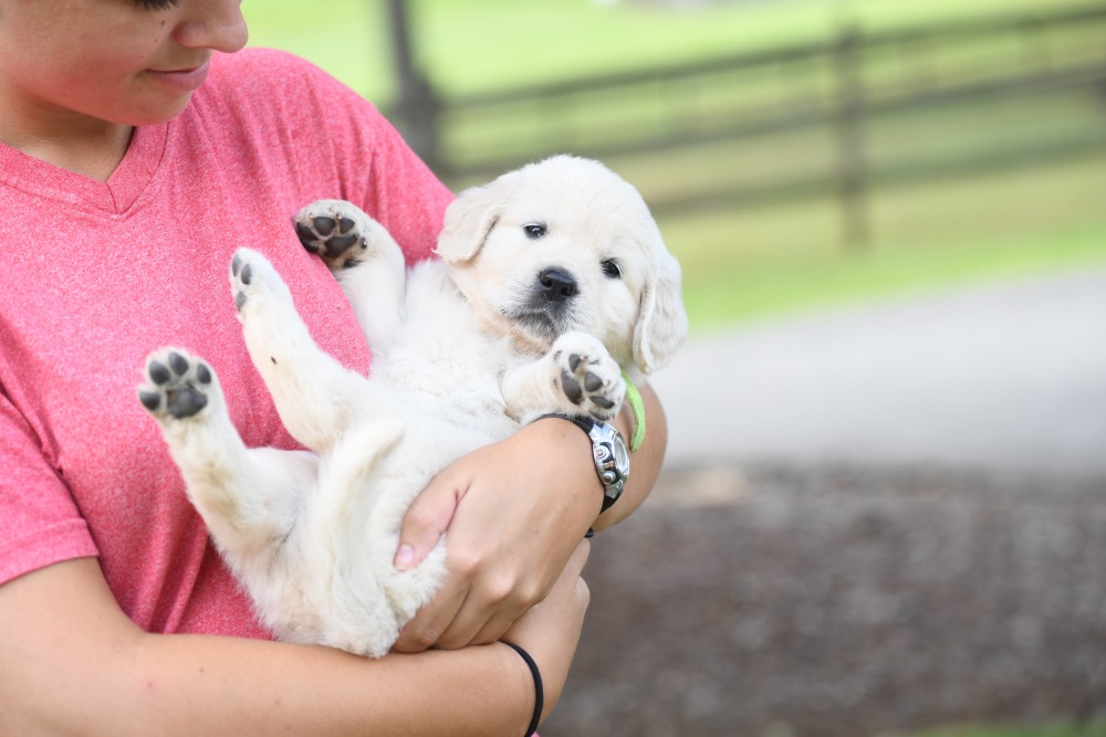 Piper's 5 Week Old Puppies - Green