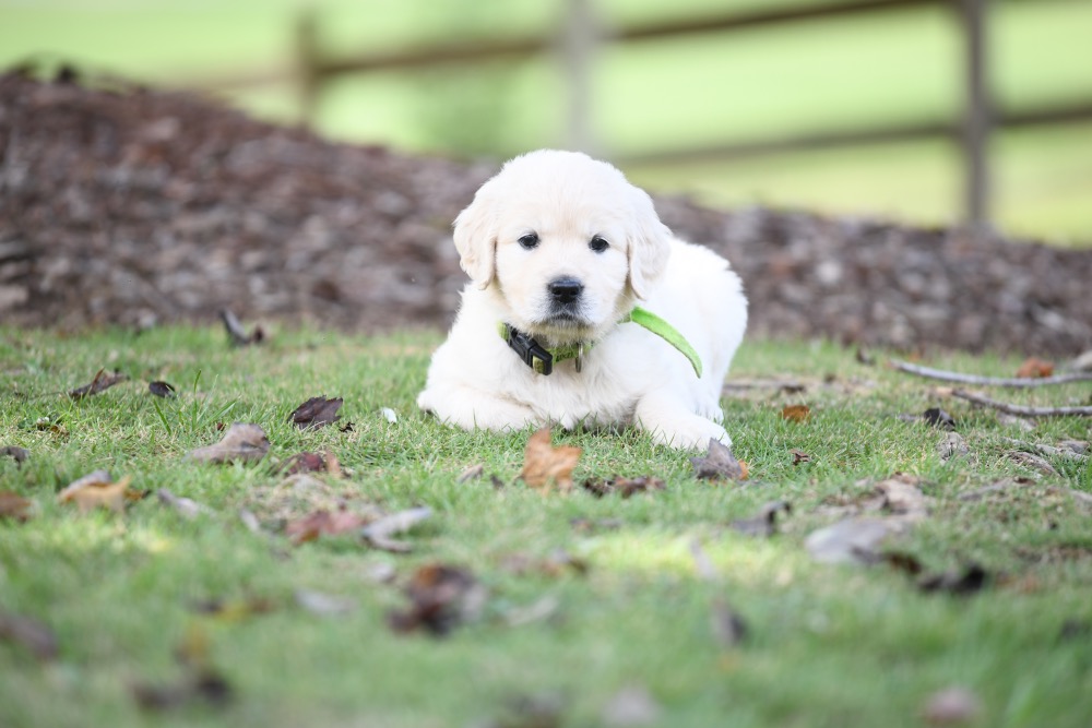 Piper's 5 week old puppies - Miss Green