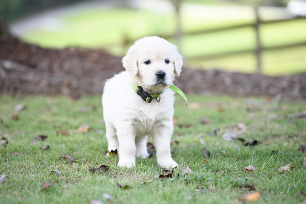 Piper's 5 week old puppies - Miss Green