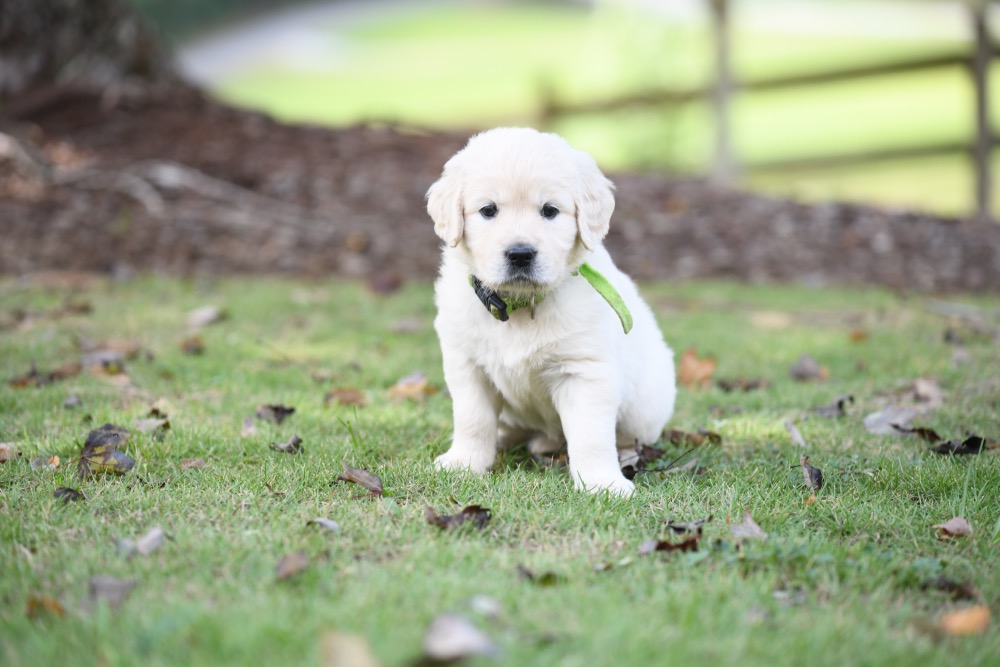 Piper's 5 week old puppies - Miss Green