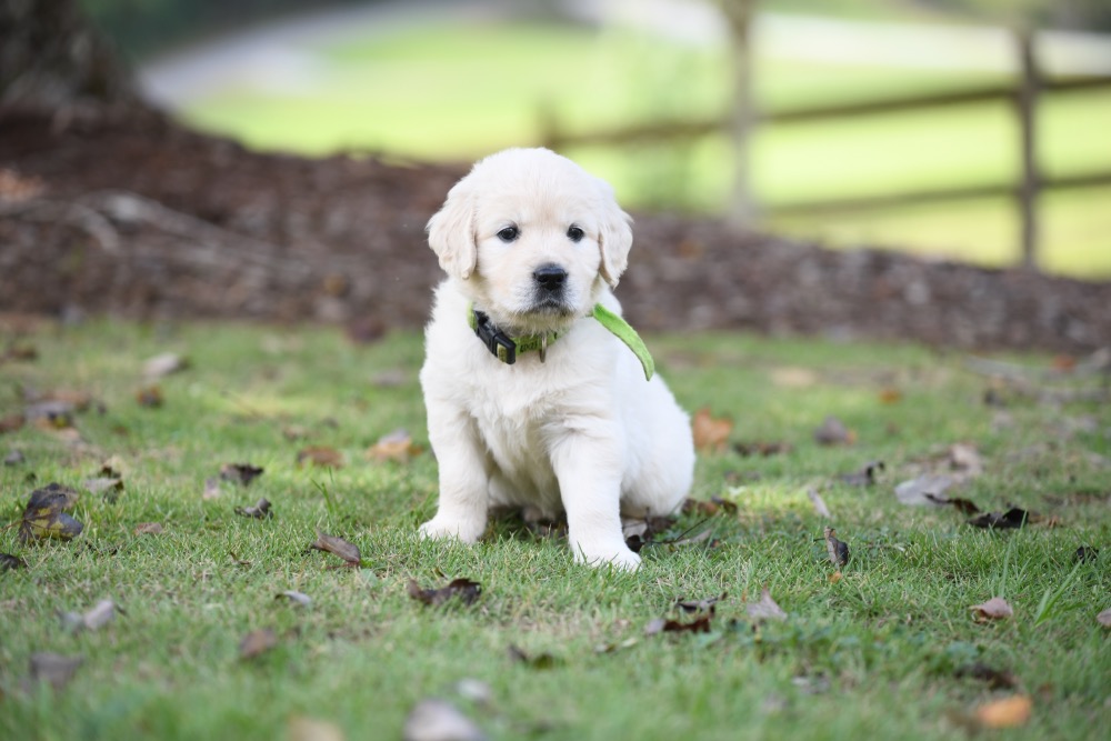 Piper's 5 week old puppies - Miss Green