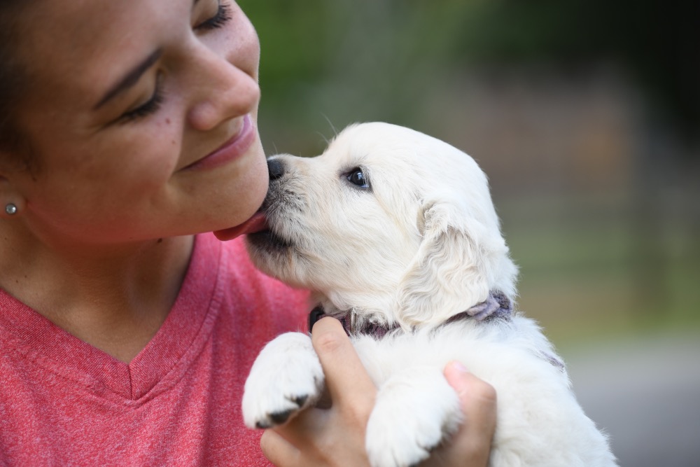 Piper's 5 week old puppies - Miss Purple