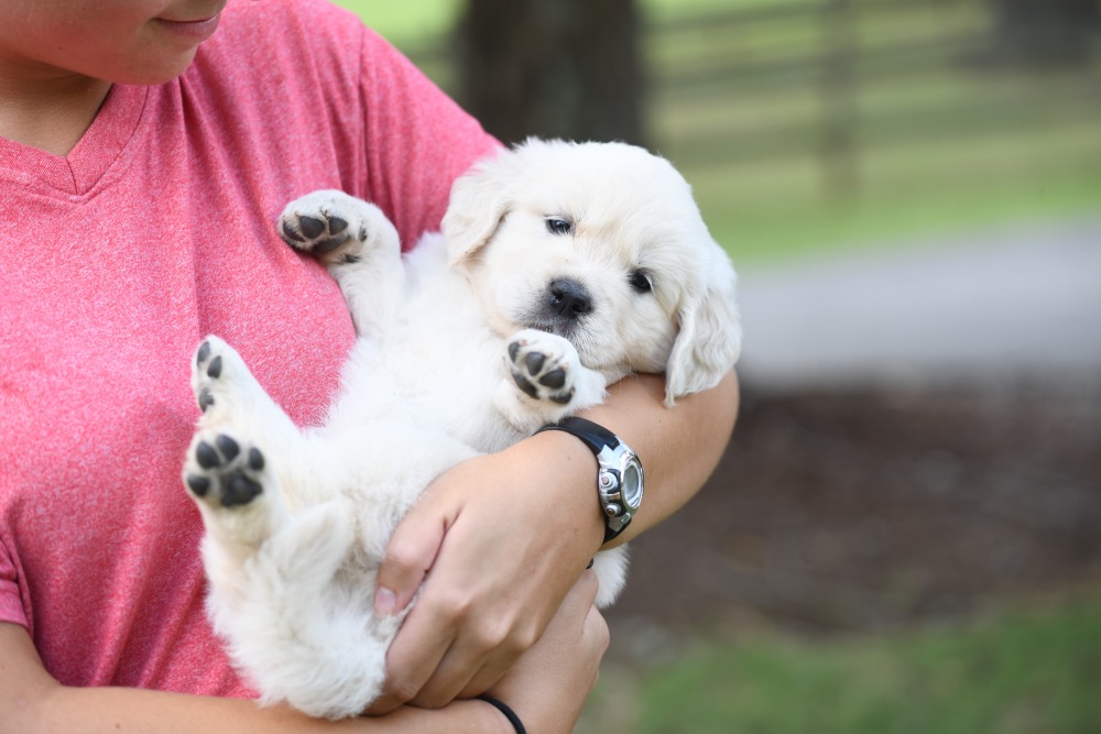 Piper's 5 week old puppies - Miss Purple