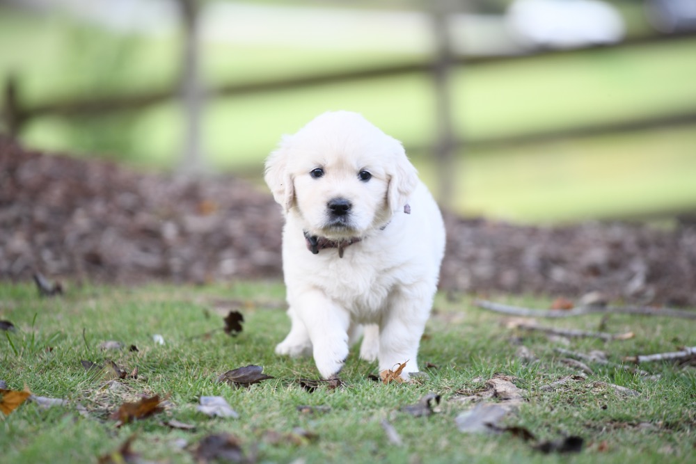 Piper's 5 week old puppies - Miss Purple