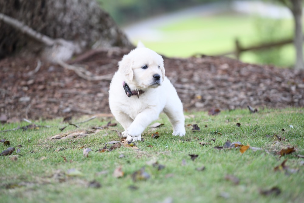 Piper's 5 week old puppies - Miss Purple