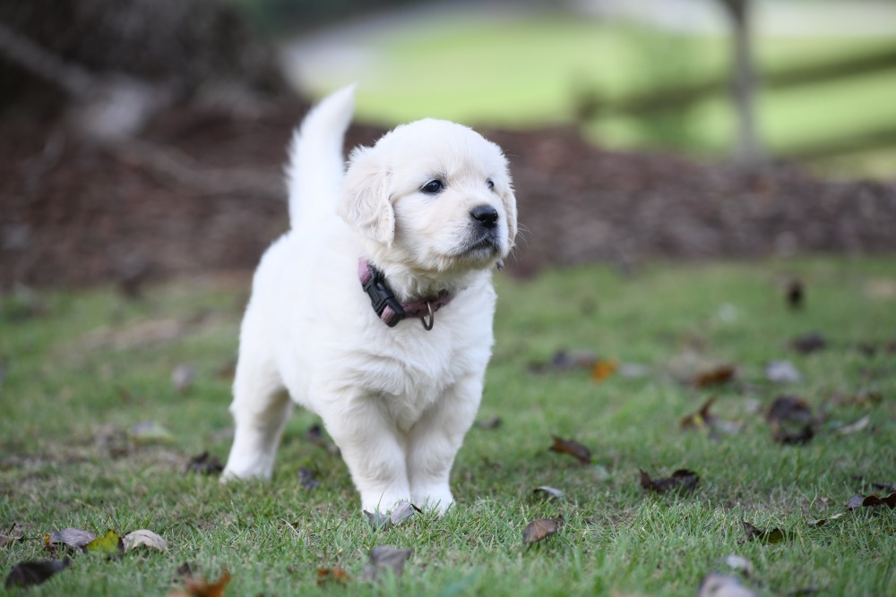 Piper's 5 week old puppies - Miss Purple