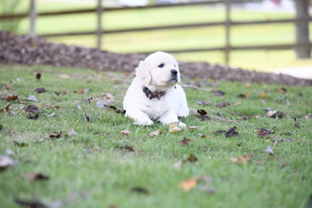 Piper's 5 week old puppies - Miss Purple