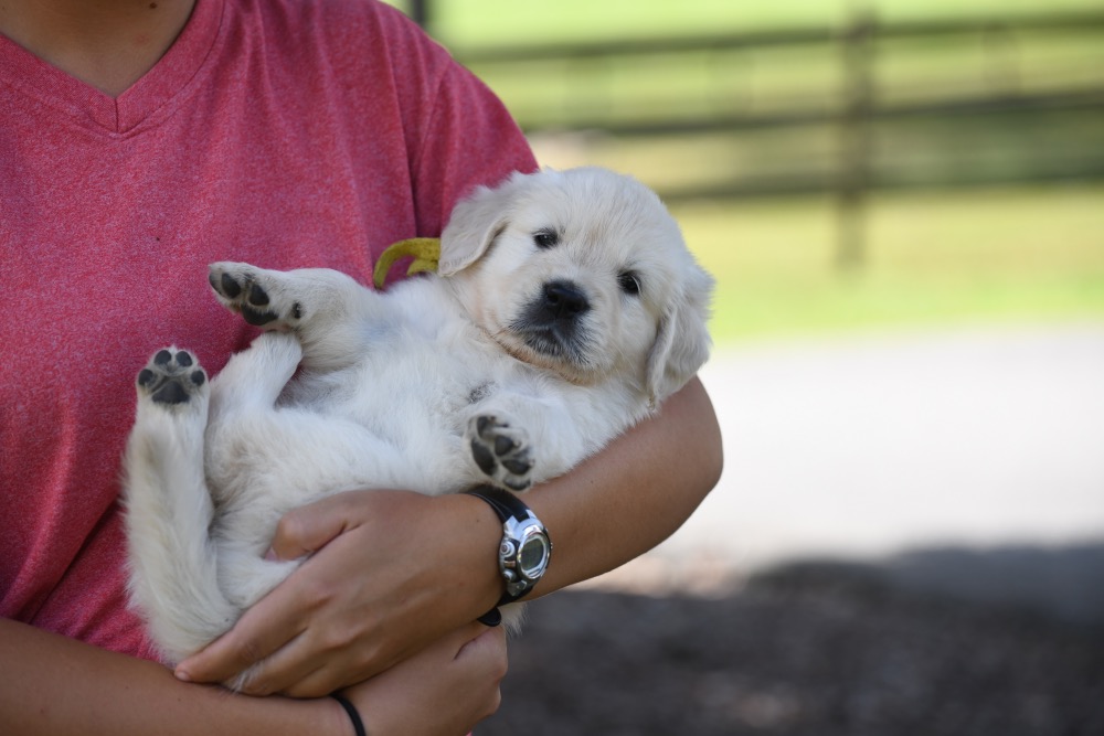 Piper's 5 week old Miss Yellow