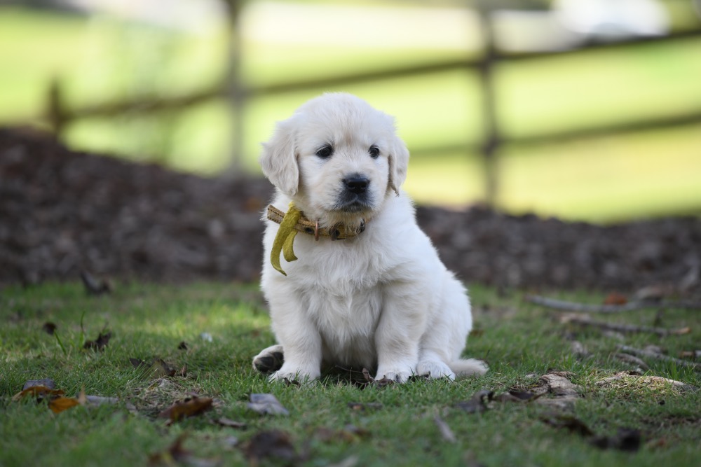 Piper's 5 week old Miss Yellow