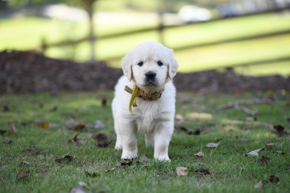 Piper's 5 week old Miss Yellow